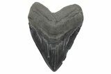 Fossil Megalodon Tooth - Very Heavy River Meg #221784-1